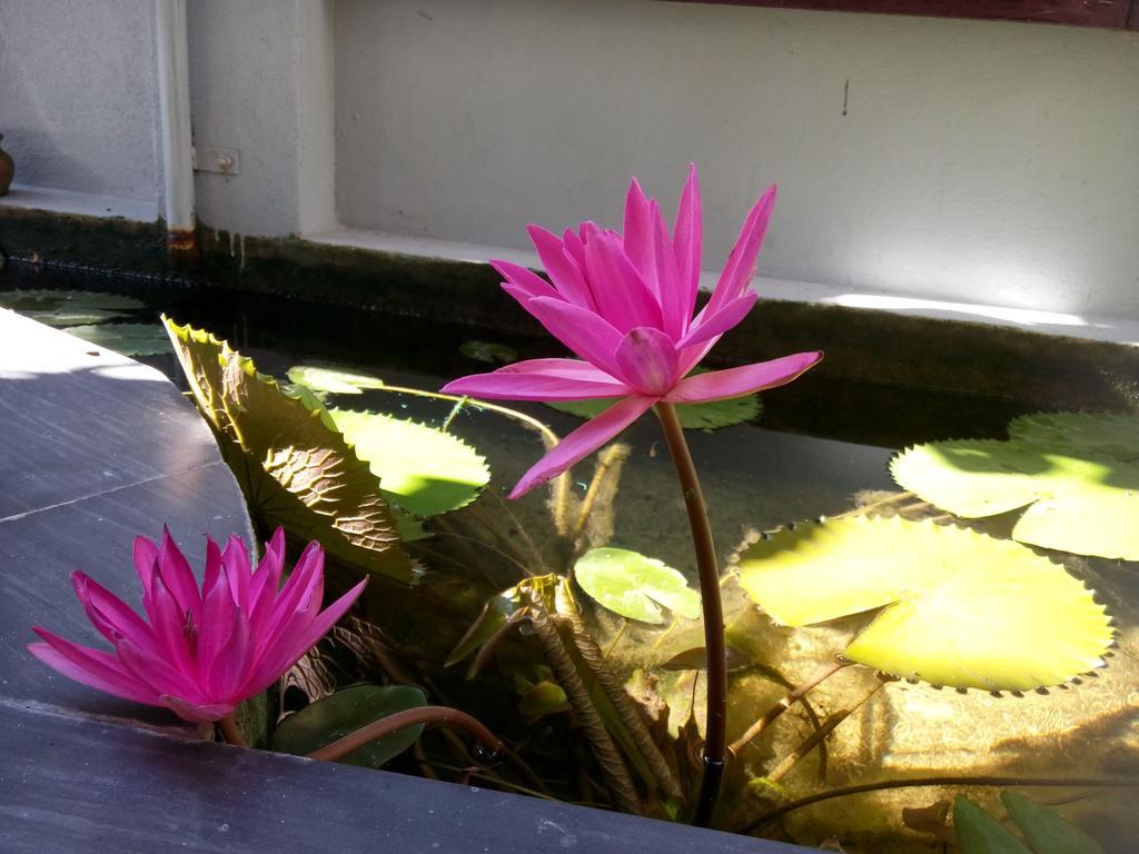 Green Coco Homestay Hoi An Eksteriør bilde