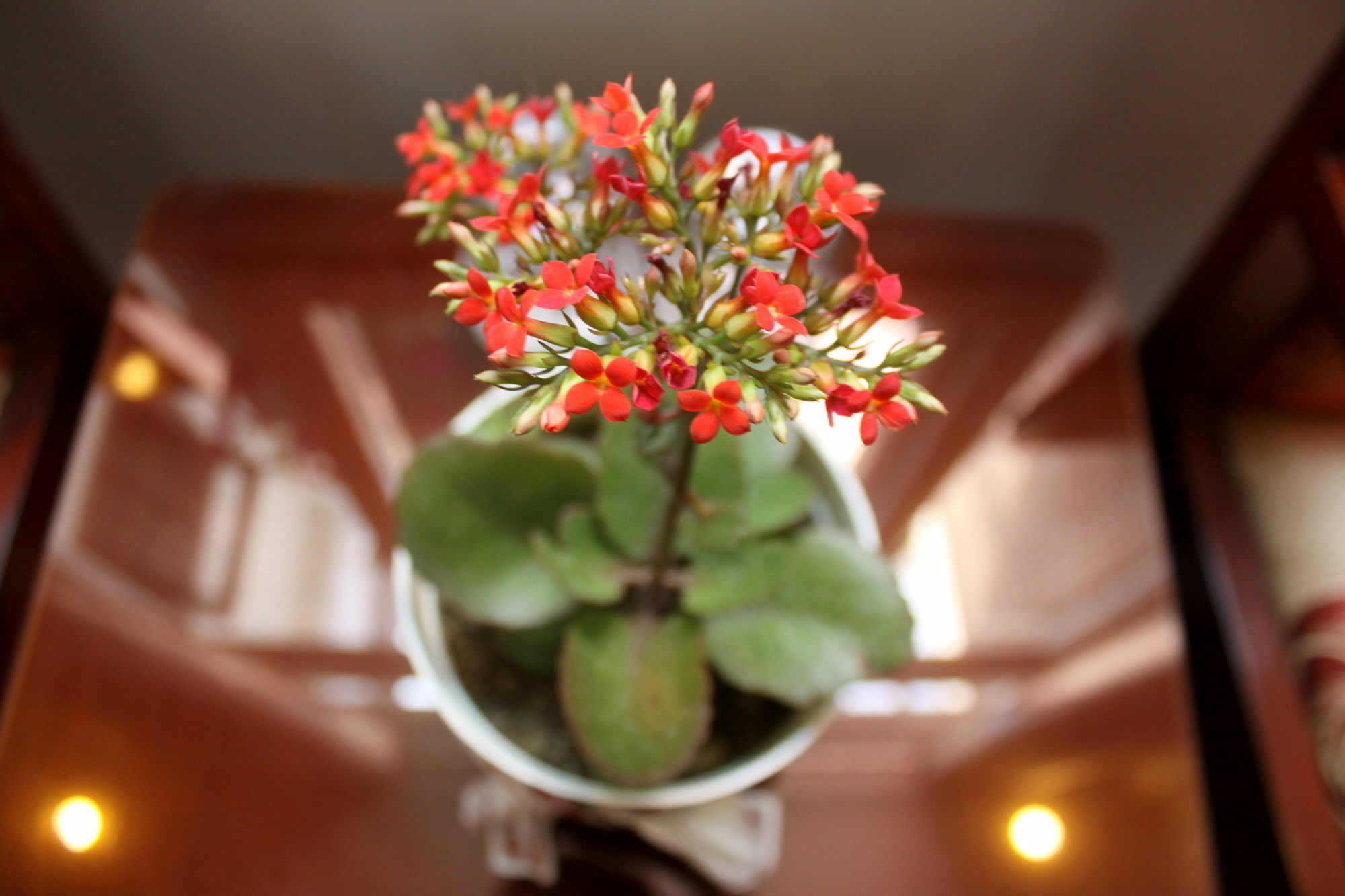 Green Coco Homestay Hoi An Eksteriør bilde